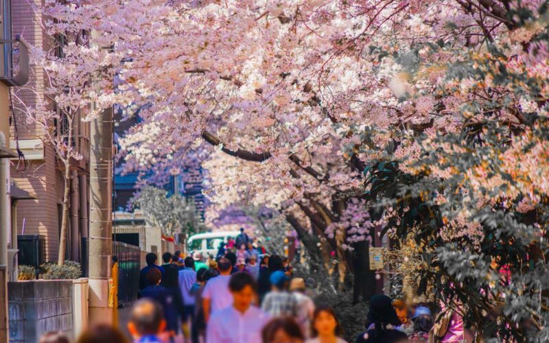 中目黒 目黒川沿いの桜