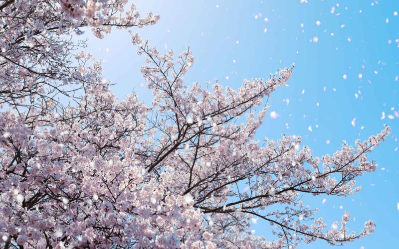 桜吹雪