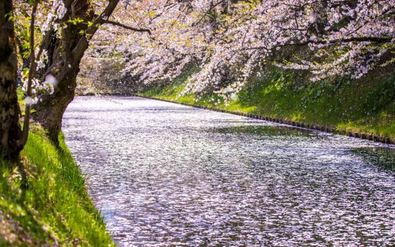 弘前公園　花筏