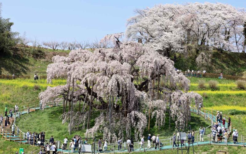 福島県の三春滝桜。四方八方に枝が垂れ下がる見事な姿