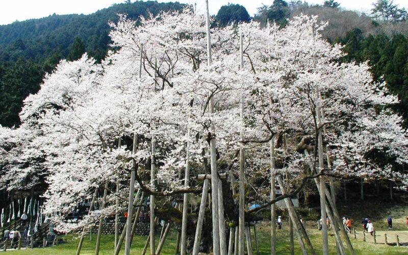 岐阜県の根尾谷淡墨桜の孤高の姿