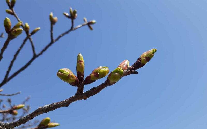 山形　烏帽子山公園　桜のつぼみ