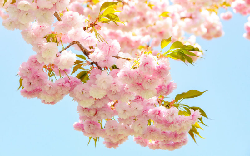 幾重にも花びらが重なる可愛らしい八重桜