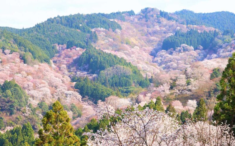 新緑の山肌を淡いピンクに染める吉野山の山桜