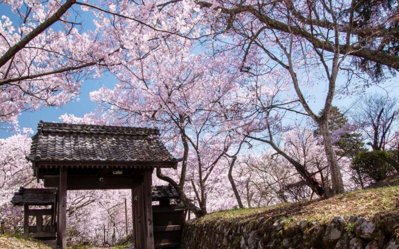 高遠城址公園 満開の桜